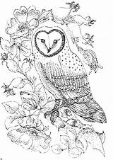 Coloring Owl Pages Roses Colouring Kids Printable Adults Barn Print Color Nature Bird Owls Detailed Wild Books Birds Sheets Drawing sketch template