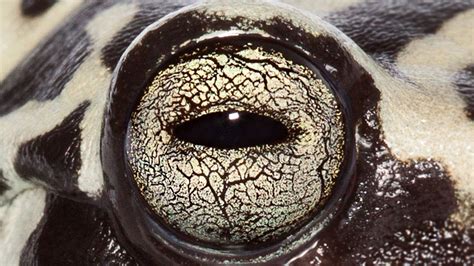 frog  toad pupils      shapes