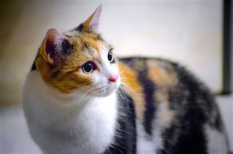 calico cats  fascinating