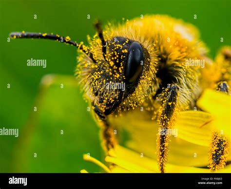 bee covered  pollen stock photo alamy