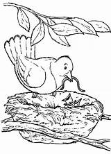 Coloring Pages Nature Backyard Nest Bird Animals Books sketch template