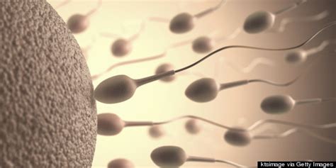everything you need to know about sperm including male fertility and that distinct semen smell