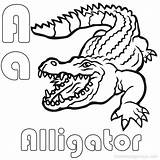 Alligator Coloring Pages Printable Turtle Snapping Baby Getdrawings Getcolorings Line Drawing Colorings sketch template