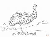 Emu Coloring Cute Pages Template Australian Animal Printable Pluspng Templates Color Click Drawings Drawing 1200 Designlooter Dot 52kb sketch template