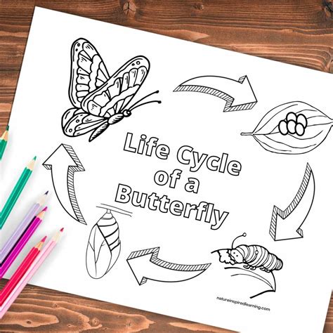 butterfly life cycle coloring pages  kids