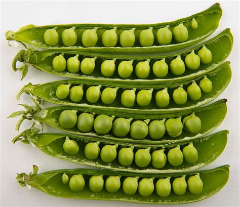 grow peas
