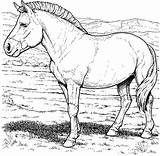 Horses Stumble Bestappsforkids sketch template