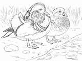 Coloring Mandarin Duck Male Wood Female Pages Drawing Canard Duckling Et Coloriage Supercoloring Adult Printable Femelle Color Imprimer Super Colouring sketch template