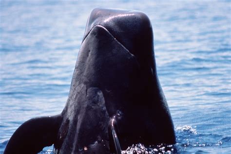 conoce todo sobre el delfin calderon  pilot whale evitemos  sigan los terribles asesinatos