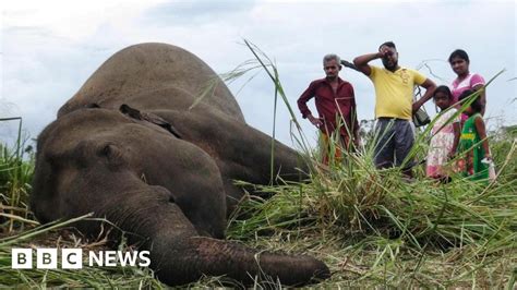 Seven Sri Lanka Elephants Dead From Suspected Poisoning Bbc News