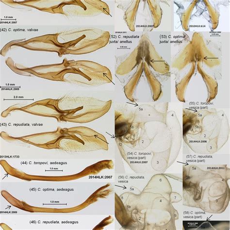 Comparison Of Selected Male Genital Structures For C Toropovi C