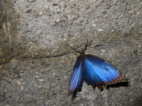 blue morpho  wall  stock photo public domain pictures