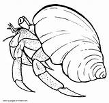 Coloring Pages Crab Hermit Sea Printable Animals Animal sketch template