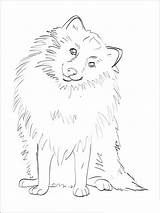 Spitz Coloring Pages sketch template