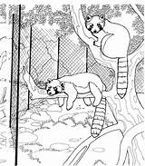 Coloring Raccoon Pages Tree Animals Raccoons Zoo Hanging sketch template
