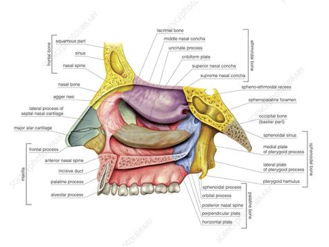 nasal cavity illustration stock image  science photo
