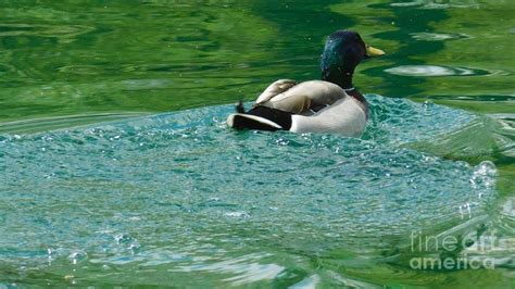 duck landing photograph  kelly sullivan