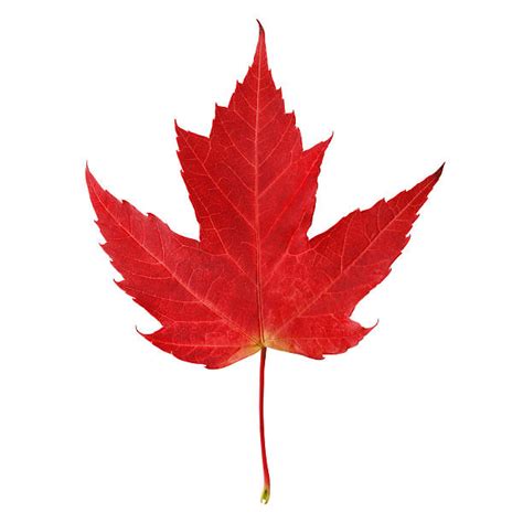 maple leaf stock  pictures royalty  images istock