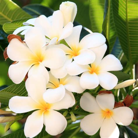 white hawaiian  plumeria plant cutting    inches long