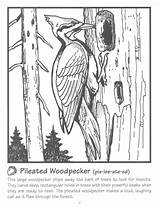 Woodpecker Pileated Billed Coloringbay sketch template