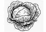Cabbage Coloring Pages Drawing Edupics Printable Kool Vegetables Getdrawings Large sketch template