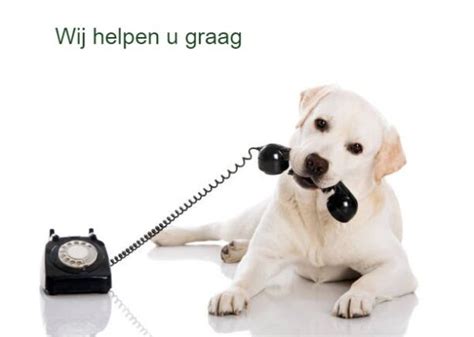 telefonisch contact de nederlandse labrador vereniging