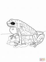 Frog Dart Poison Loudlyeccentric sketch template