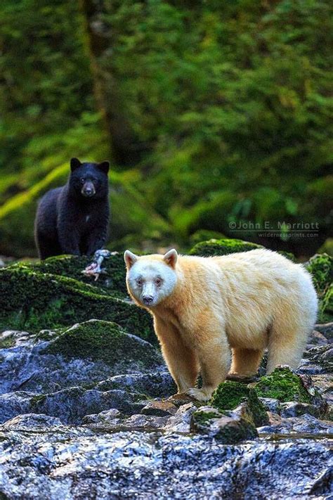 black  white bears