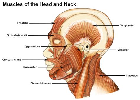 muscles of the head and neck seer training