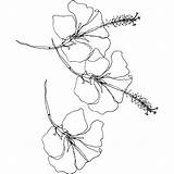 Hibiscus Bestcoloringpagesforkids sketch template