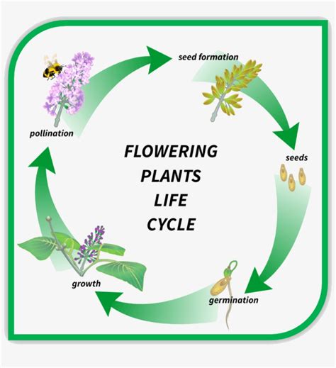life cycle   flowering plant diagram  kids