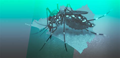 en colima 7 veces más casos de dengue que en 2018 ‘es un estándar