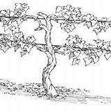 Vine Grape Branches Vines Plant Drawing Coloring Grapes Tree Am Clip Grow Trellis Line Choose Board sketch template