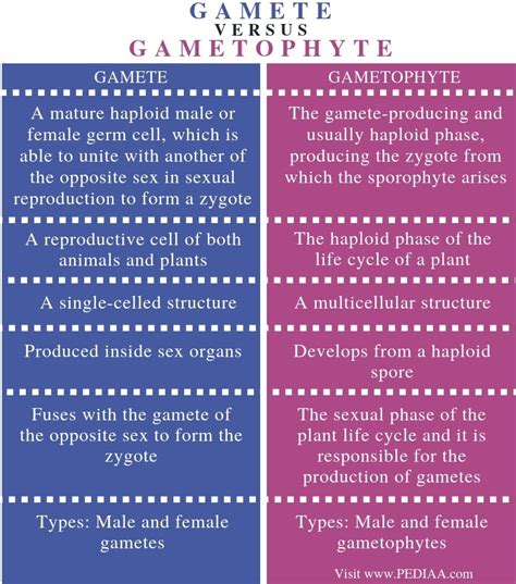 What Is The Difference Between Gamete And Gametophyte