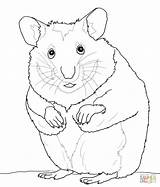 Hamster Coloring Pages Print Color Kids sketch template