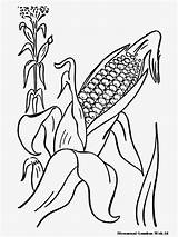 Jagung Mewarnai Printables Padi Tumbuhan Kolase Tanaman Feast Populer Mewarnaigambar Biji Memetik Sketsa Hitam Andika Popular Diwarnai Coloringhome sketch template