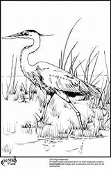 Coloring Pages Storks Heron Great Blue Library Clipart sketch template
