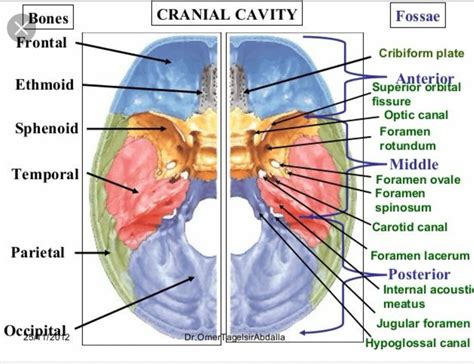 foramen  skull anatomy