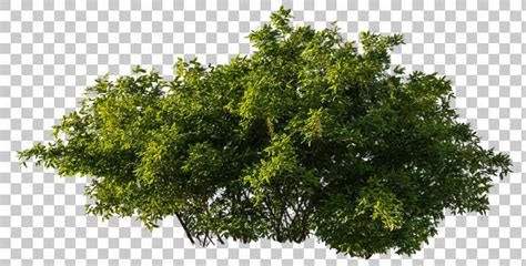 descobrir  imagem tree texture background thpthoangvanthueduvn