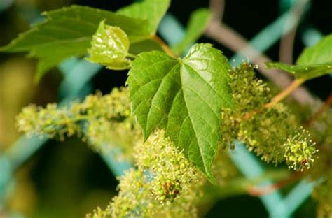 pictures  vines examples  climbing plants climbing plants plants climbing vines