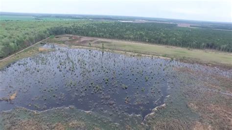heres  serene drone footage   great cypress swamp technically