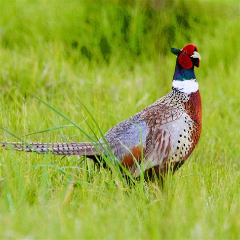 hawaii birding trails ring necked pheasant