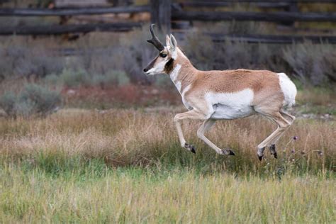 pronghorn wp photography