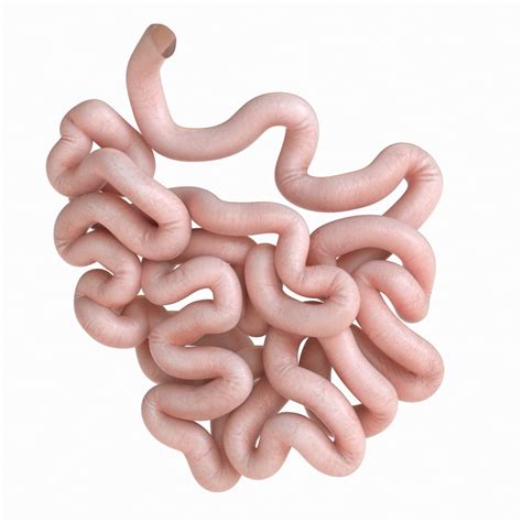 human small intestine  turbosquid