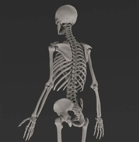 Zygote Solid 3d Male Skeleton Model Medically Accurate Human