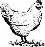 Pobarvanke Petelin Hen Porod Chickens Rooster Avgusta Klavdija Template sketch template