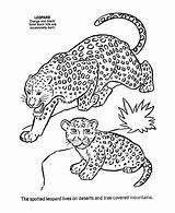 Leopard Coloring Pages Baby Animal Kids Wild Snow Animals Activity Print Color Sheet Cute Mother Printable Male Female Clipart Popular sketch template