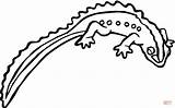 Salamander Coloring Pages Drawing Template Printable Supercoloring Color Spotted Getdrawings sketch template