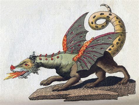 dragons real dragon myths  facts hubpages