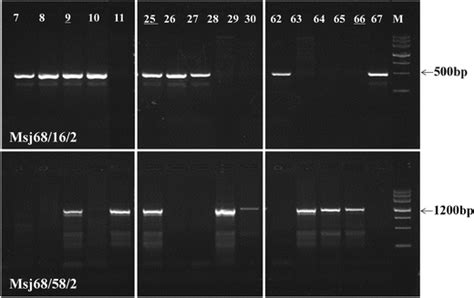 electrophoresis patterns of products amplified by a male specific